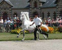 Le Haras national de St Lô